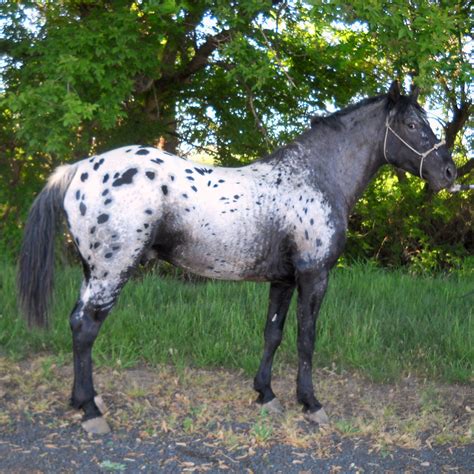 What is a Foundation Appaloosa?-Colorado Horse Source