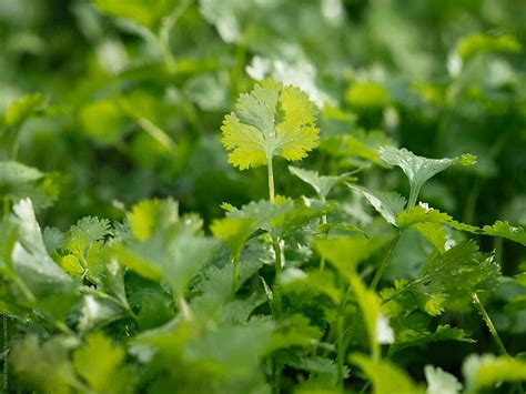 "Coriander Leaves" by Stocksy Contributor "Harald Walker" - Stocksy