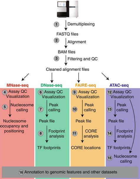 Chromatin accessibility high-throughput data analysis workflow.... | Download Scientific Diagram