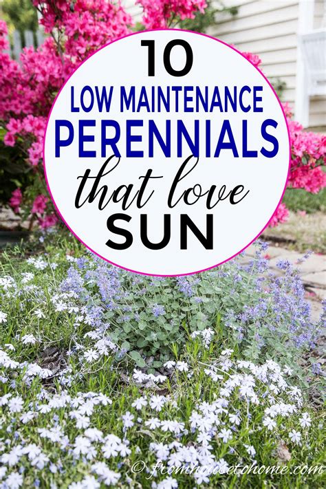 16 Full Sun Perennials: Low Maintenance Plants That Thrive In Sun