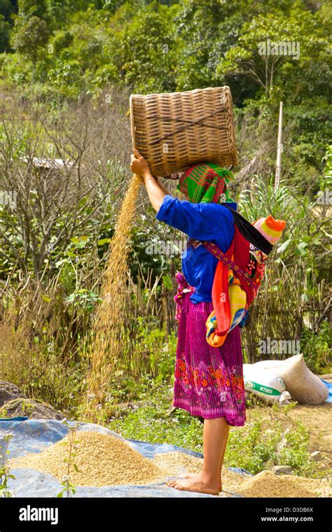 Vietnam, Lao Cai province Stock Photo - Alamy