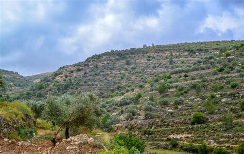 Palestine: Land of Olives and Vines – Cultural Landscape of Southern Jerusalem, Battir - AYERS ...