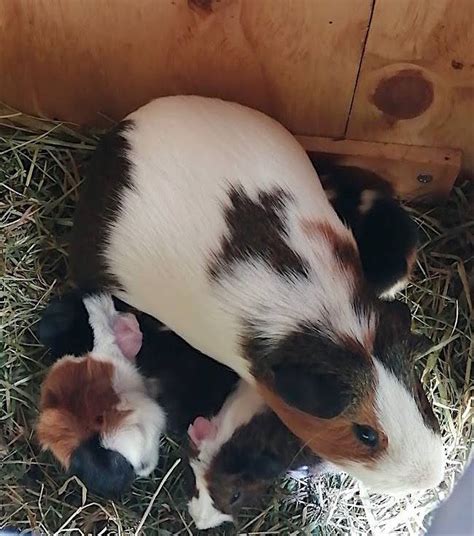 Four baby guinea pigs born at Dudley Zoo over Easter weekend | Express & Star