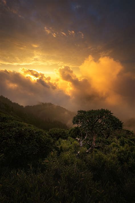 Jungle cauldron - Hehuanshan national park, Taiwan. | Jungle, National ...