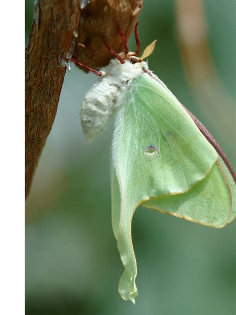 Actias Luna — “Luna Moth” Welcome, Visitor!, 47% OFF