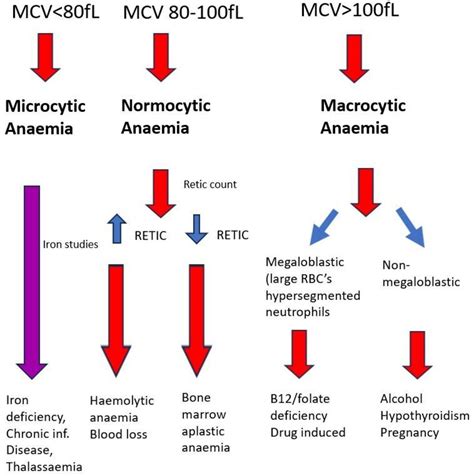 Anemia - QSP Blood Cell Morphology Newsletter #40 (HORIBA Medical)