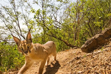 IS THERE HOPE FOR YEMEN’S WILDLIFE | Sebastian "Seabass" Kennerknecht ...