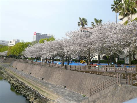 Kagoshima with pictures: Cherry Blossom season in Kagoshima