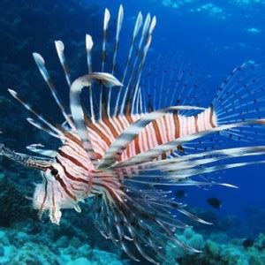 Lionfish Invasion Threatens Atlantic Ocean Native Species - ZergNet