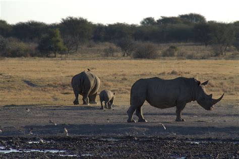 Khama Rhino Sanctuary - Flying Solo