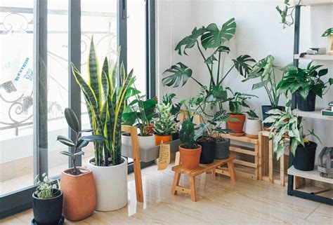 Beginners Guide to Houseplants - New Home Plant Ideas by Aldebaran