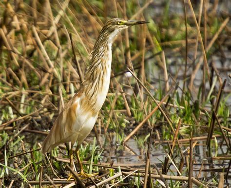 Squacco Heron | Seekoeivlei nature reserve. | anthony nixon | Flickr