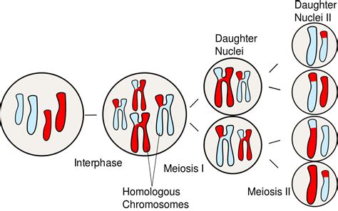 Cell Division - Mitosis and Meiosis | Ask A Biologist