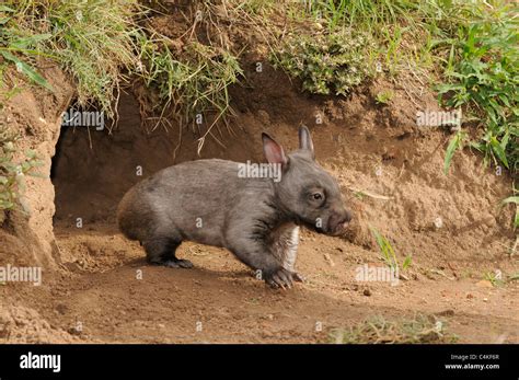 Southern Hairy-nosed Wombat Lasiorhinus latifrons Juvenile at burrow ...