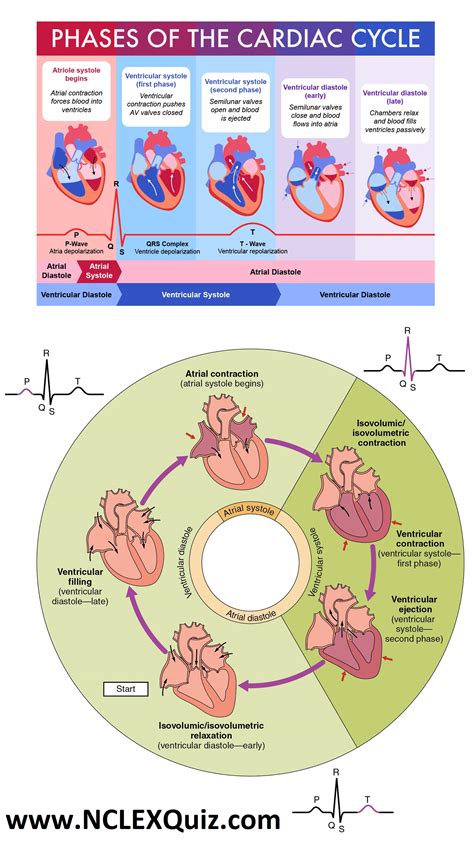 NCLEX Cheat Sheets: Phases of the cardiac cycle PQRST Wave for Nursing Students - NCLEX Quiz