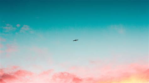 2560x1440 Beautiful Sky Clouds Bird Flying 4k 1440P Resolution HD 4k Wallpapers, Images ...