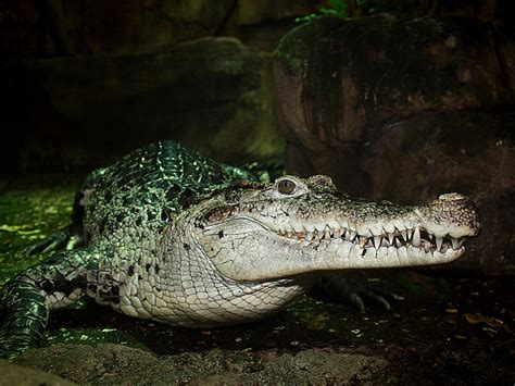 Neuguinea-Krokodil / New Guinea Crocodile (Crocodylus novaeguineae ...