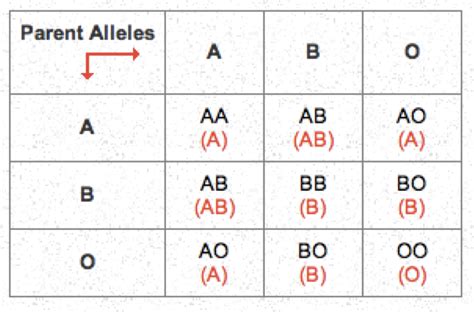 CC | An introduction to blood types: genotype, phenotype, inheritance, transfusion, and more!