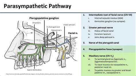 Pterygopalatine Ganglion - YouTube