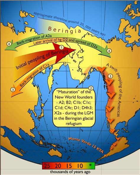 Ancient Beringian - Wikipedia