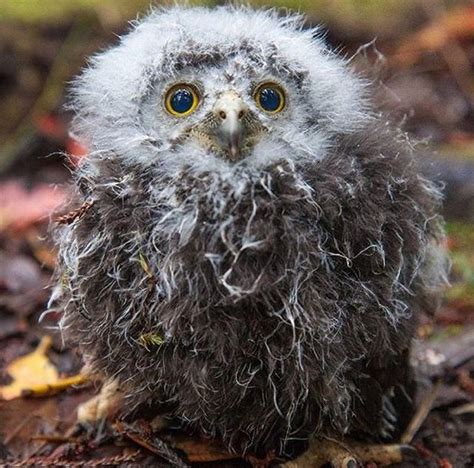 Morepork owl, New Zealand's only native owl | New zealand, Owl, Animals