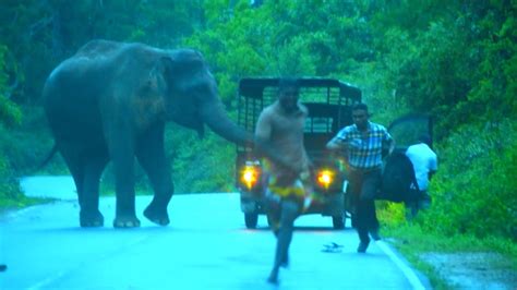 The Elephant Is Attacking The Lorry And The People Are Running Away ...