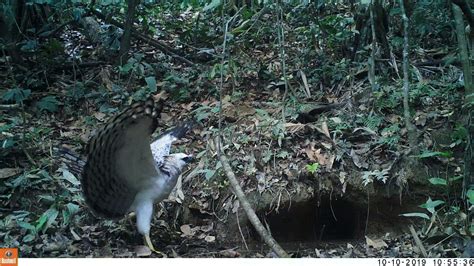 Behind the Camera: A Look at Camera Trap Impacts - Amazon Conservation Association