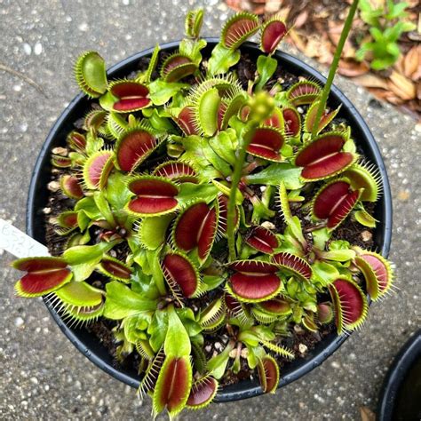 Venus Flytrap Flower