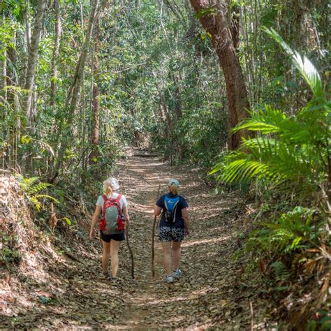 Mowbray Falls Bush Walking Tour - Back Country Bliss Adventures ...