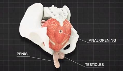 Pelvic Floor Muscles in Males - Health Advisor