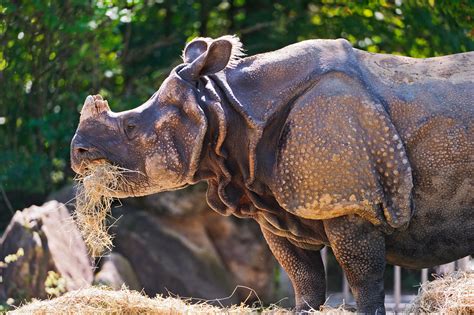 Rhino eating hay | Profile of a big rhino of the Munich zoo … | Flickr