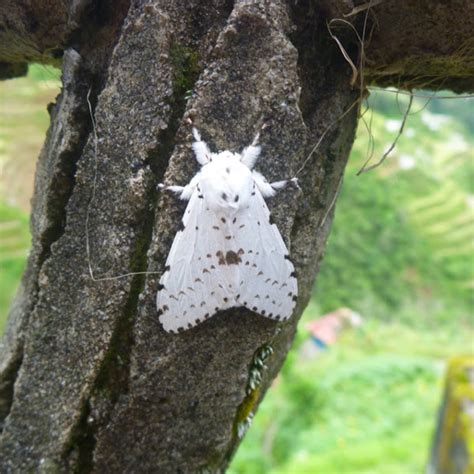 White Ermine Moth– Identification, Life Cycle, Facts & Pictures