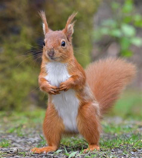 Red Squirrel - a photo on Flickriver