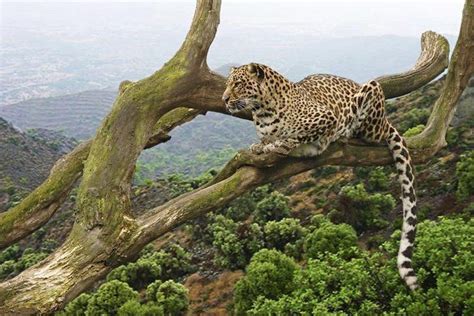 Full - Day Arusha National Park Safari from Arusha, Tanzania on TourMega - TourMega