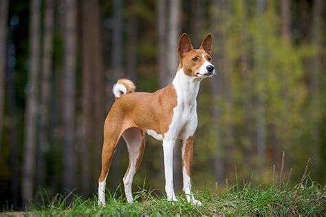 Basenji Dog Breed Information, Pictures, Characteristics & Facts - Dogtime