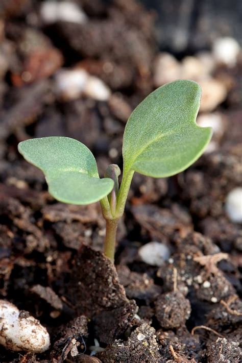 Learn How to Start Cabbage from Seeds