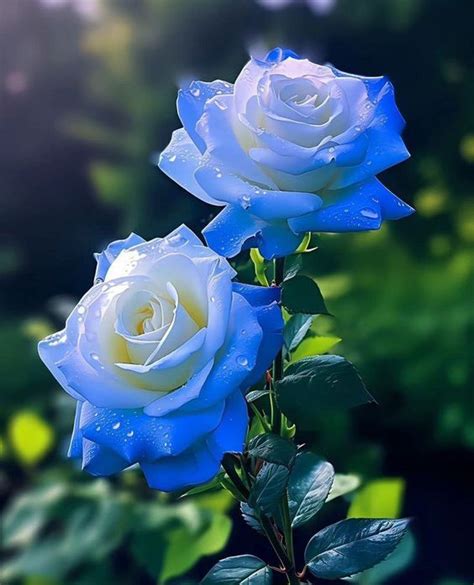 Beyond the Ordinary: The World of Rare Roses and Their Distinctive ...