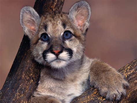 Puma Archives - Animal Facts For Kids | Wild Facts