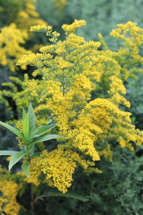 Goldenrods: Fireworks in the Fall - Gardenista | Fall plants, Goldenrod ...