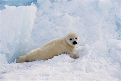 How Do Seals Survive in Antarctica? | Animals - mom.me