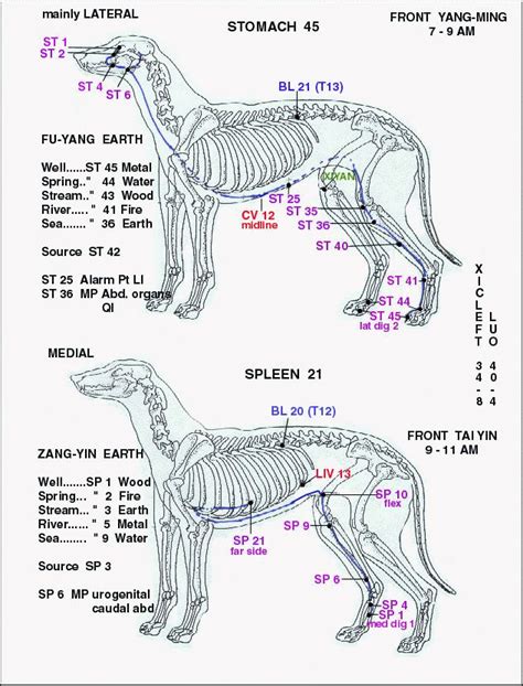 Pin by cassandra rome on BenEnergia | Animal acupressure, Dog anatomy ...