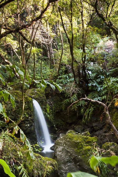 Forest Sounds stock photo. Image of green, landscape - 27838394