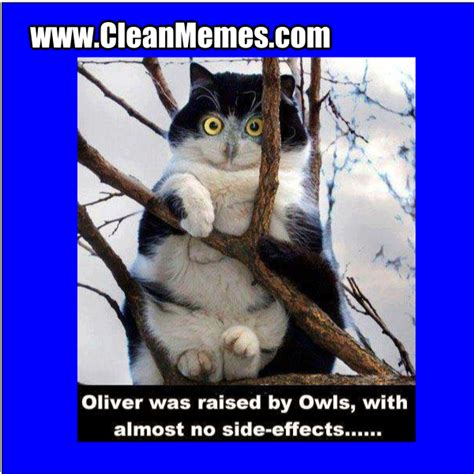 Cat Owl – Clean Memes