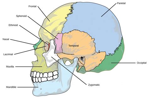 19.1 Types of Skeletal Systems – Concepts of Biology – 1st Canadian ...