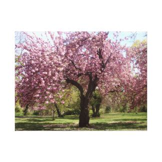 Cherry Blossom Wrapped Canvas Prints | Zazzle