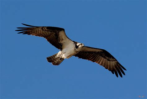 Osprey Or Fish Hawk Drb012 Photograph by Gerry Gantt