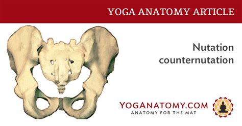 Nutation Counternutation - Yoga Anatomy