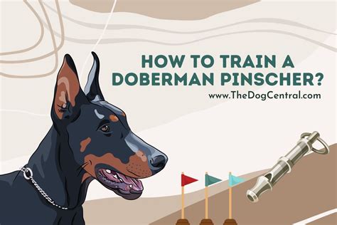 How to Train a Doberman Pinscher? | The Dog Central