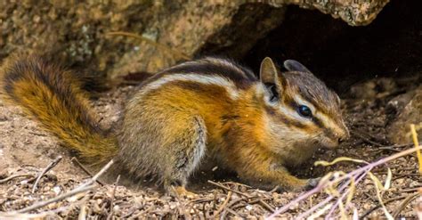 Do Chipmunks Hibernate? - A-Z Animals