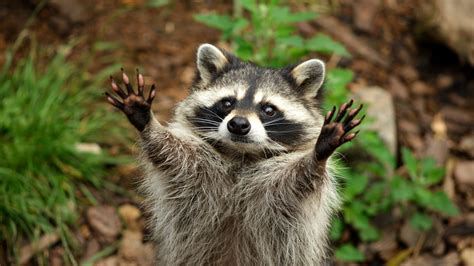 Rabid raccoon attacks outdoor pet in Suffolk | 13newsnow.com